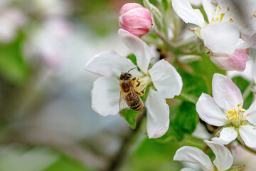 Apple Flowers and a Honeybee Gathering Nectar