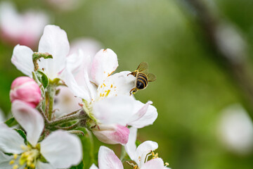 Hairy Beetle Covered in Pollen on Apple Petals