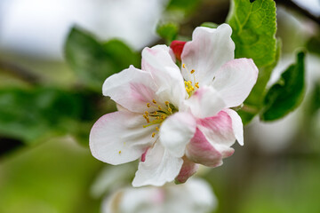 Obraz premium Apple Flowers and a Honeybee Gathering Nectar