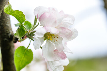 Fototapeta premium Fuzzy Beetle on Apple Tree Flower Macro View