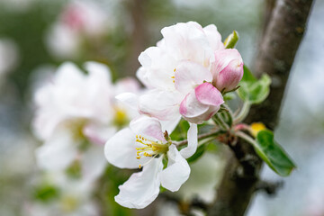Apple Flowers and a Honeybee Gathering Nectar
