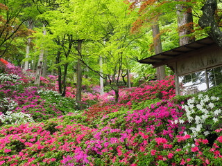 大興善寺 のつつじ