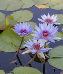 Lilly pad flowers from area lakes and ponds in missouri and IL