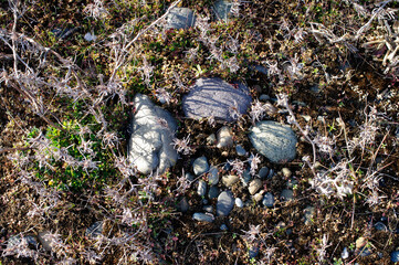 延々と広がる太平洋。広大な砂浜が広がっている。砂地に根を生やし大地を捕まえている海浜の植物たちが、冬の厳しい海風が吹く中、静かに息づいている。時が経つのも忘れて私はこの景色を眺めていた。海鳴りが遠くから私を呼んでいるように聞こえた。一瞬、我に返った私。しかし、今、地球は泣いている。温暖化という重大な危機を迎え、偉大な地球が、今、悲鳴を上げている。私たちは何をなすべきか、できることは何か。