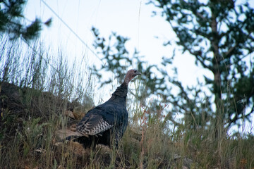 Turkey in the brush on a hill