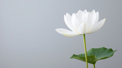 Fototapeta premium White lotus flower, serene studio shot, gray background, peaceful meditation imagery