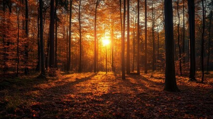 Fototapeta premium Sunlight Bursting Through Autumn Forest Canopy, Fall Colors