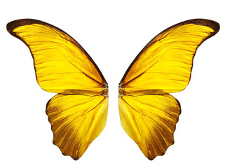 Obraz premium 黄色の蝶の羽。白背景。（yellow color butterfly wings on white background.） 
