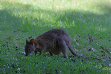 pademelon