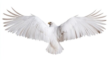 Obraz premium Majestic White Bird Spreading Its Wings Against a Bright Background