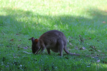 pademelon