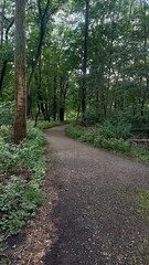 path in the woods