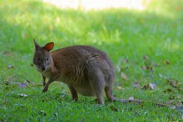 pademelon