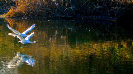 飛ぶ白鳥