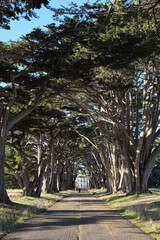 A cypress tree tunnel leading to a historic white building, bathed in warm sunlight. The towering trees create a natural archway, making this iconic spot a dream for photographers and travelers.