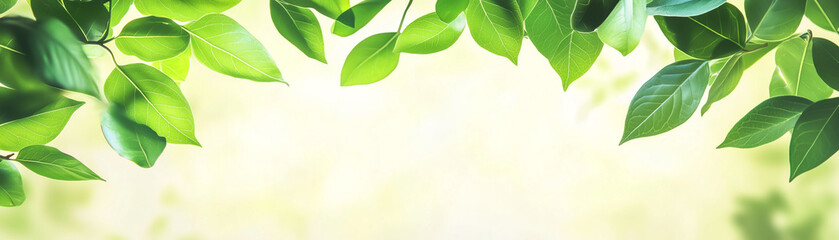Obraz premium Sustainable banner featuring fresh green leaves with detailed textures and sunlight streaming through, Concept of nature, eco-friendly, sustainability, and organic growth. Banner Design.