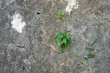 琉球石灰岩が支える沖縄。本土とは全く違った景観がそこに展開されている。白い世界。ごつごつと荒々しい岩肌。はるか昔、人類がこの島にたどり着いたその時から石と人とのつながりが始まった。日本最古の人類が生活していた沖縄列島。悠久の時間が流れる。