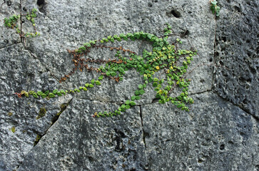 琉球石灰岩が支える沖縄。本土とは全く違った景観がそこに展開されている。白い世界。ごつごつと荒々しい岩肌。はるか昔、人類がこの島にたどり着いたその時から石と人とのつながりが始まった。日本最古の人類が生活していた沖縄列島。悠久の時間が流れる。