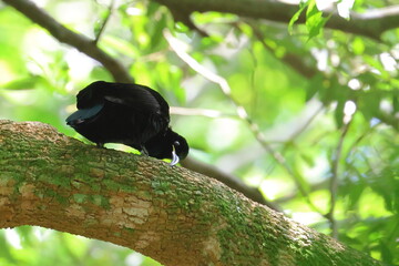 paradise riflebird
