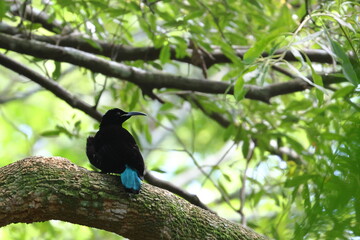 paradise riflebird