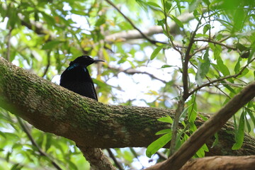 paradise riflebird