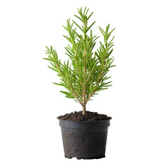 Small Plant in a Pot Isolated on Transparent Background