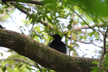 paradise riflebird