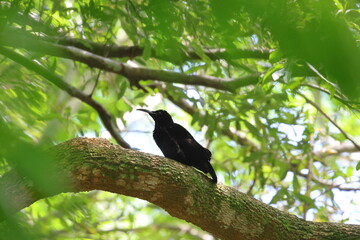 paradise riflebird