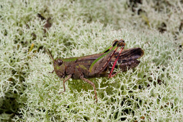 Natural closeup on a Broad Green-winged Grasshopper , Aiolopus strepens sitting on a lichen, Sardinia. Italy