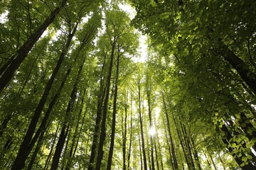 Fototapeta premium Beautiful green trees in forest on sunny day, low angle view