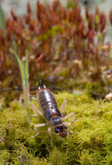 the shore earwig, tawny earwig, riparian earwig, or the striped earwig (Labidura riparia) on grey sand in natural habit Forbicina, (Labidura riparia). Lago di Baratz, Sassari, Alghero, Sardinia, Italy