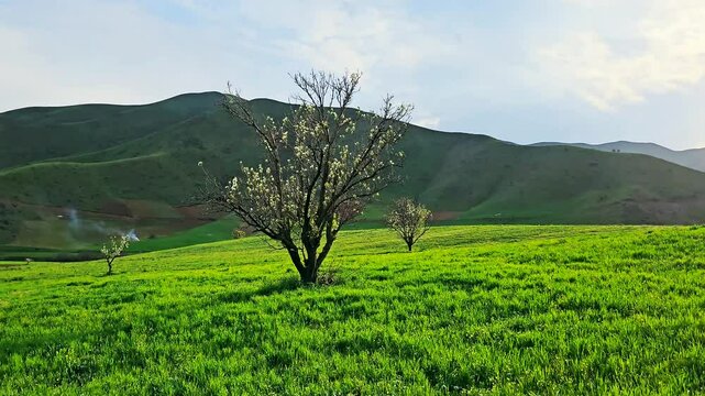 Lone trees in a vibrant green valley with rolling hills under a cloudy sky.
📍Marivan, Kurdistan 