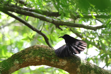 paradise riflebird