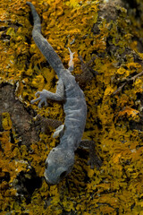 Phyllodactylus europaeus, European Leaf-Toed Gecko, Tyrrh. islands, Corsica, Sardinia, Tunisian islands. Tempio, Sardinia, Italy.