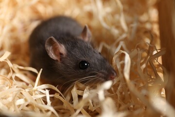 Grey rat on sawdust, closeup. Pest control