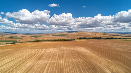 Fototapeta premium Vast golden fields under a bright blue sky with fluffy white clouds.