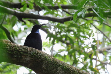 paradise riflebird