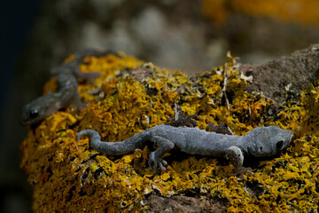 Phyllodactylus europaeus, European Leaf-Toed Gecko, Tyrrh. islands, Corsica, Sardinia, Tunisian islands. Tempio, Sardinia, Italy.
