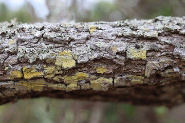 Lichens growing on tree branch close-up