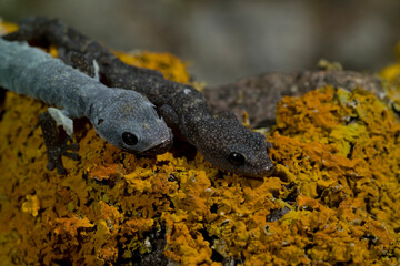 Phyllodactylus europaeus, European Leaf-Toed Gecko, Tyrrh. islands, Corsica, Sardinia, Tunisian islands. Tempio, Sardinia, Italy.