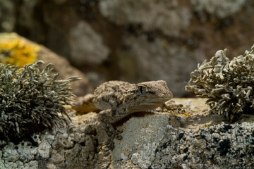 lizard on the rock, Moorish Wall Gecko, Crocodile gecko, European common gecko, Mauergecko, Mauer-Gecko, Gecko, Hausgecko, Tarentola mauritanica. Sardinia, Italy