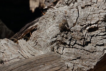 mouse