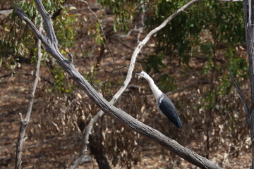 white-necked heron