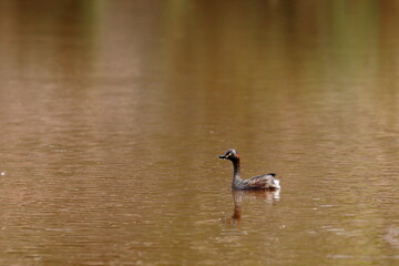 grebe