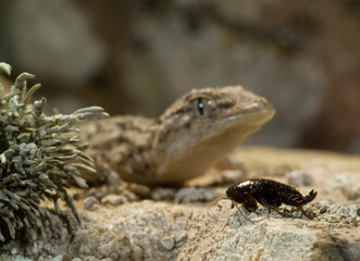 lizard on the rock, Moorish Wall Gecko, Crocodile gecko, European common gecko, Mauergecko, Mauer-Gecko, Gecko, Hausgecko, Tarentola mauritanica. Sardinia, Italy