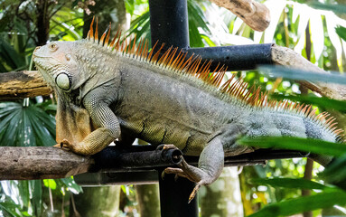 Obraz premium Green Iguana Relaxing on a Perch at a Wildlife Sanctuary in Costa Rica – Large Arboreal Reptile with Spiky Crest in Tropical Environment