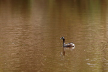 grebe