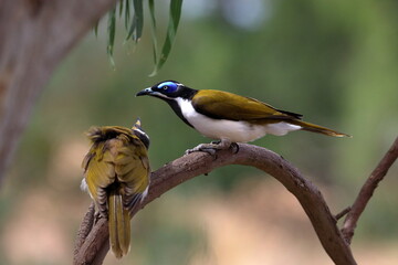 blue-faced honeyeater