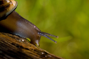 Snail (Eobania vermiculata). Edible. Sassari, Sardinia. Italy