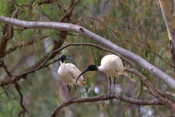ibis